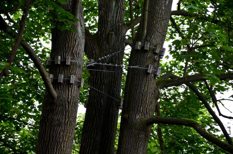 Tree Cabling Service Options and Details
