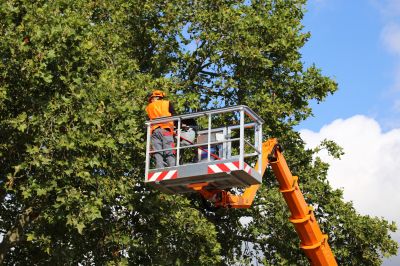 Tree Cabling Service Promotions