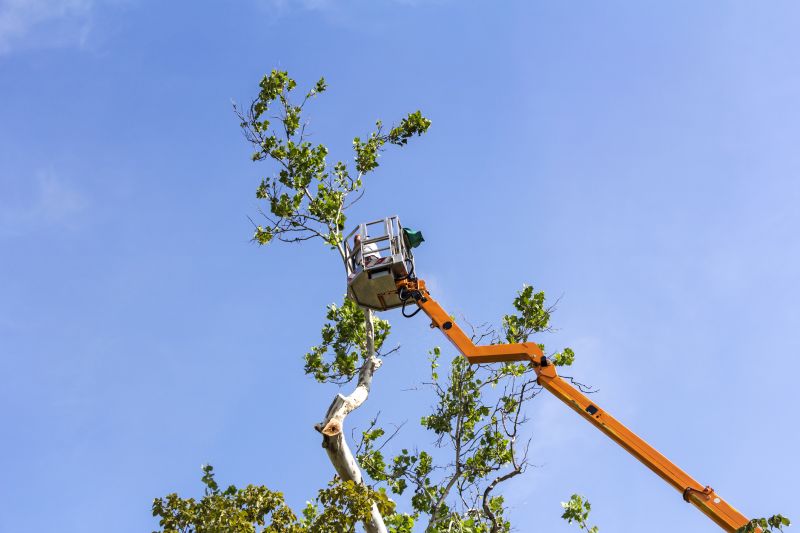 Tree Cabling Service