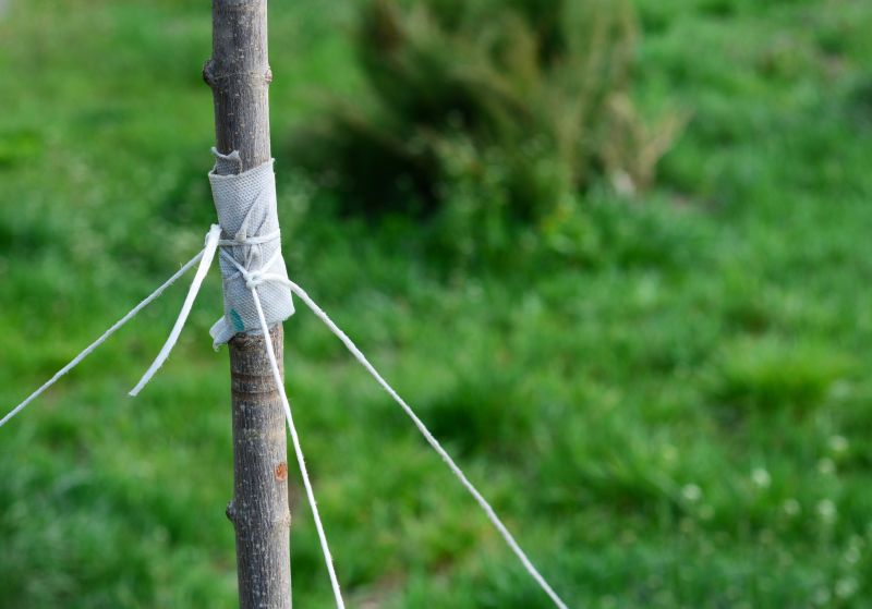 Tree Cabling Service