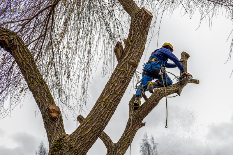 Tree Cabling Service