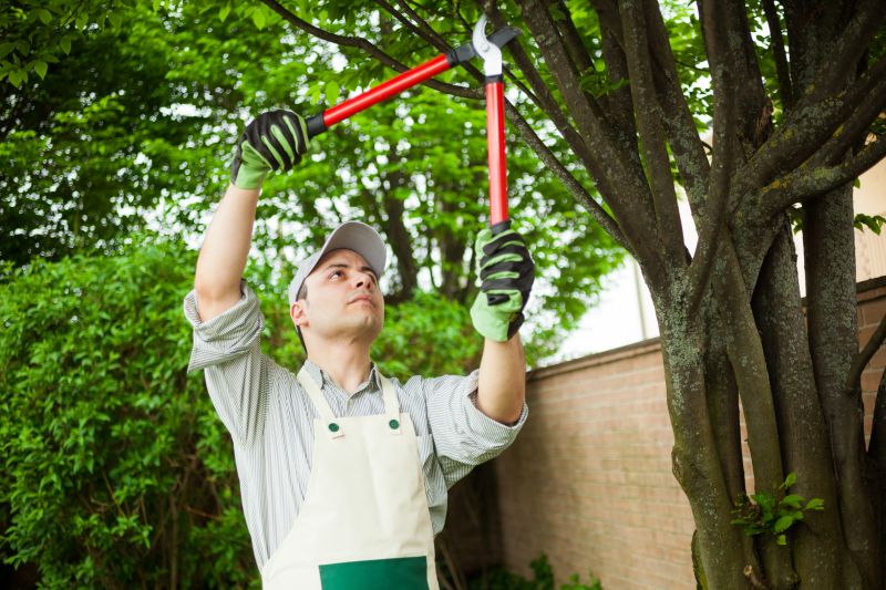 Tree Cabling Service