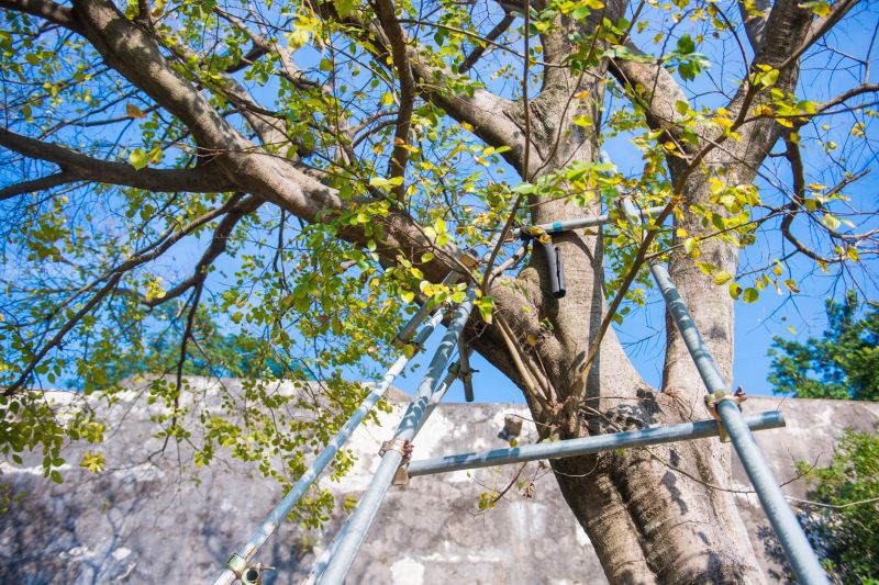 Tree Cabling Cost Overview — Cost of Tree Cabling Service