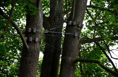 Tree Cabling Cost Overview — Cost of Tree Cabling Service