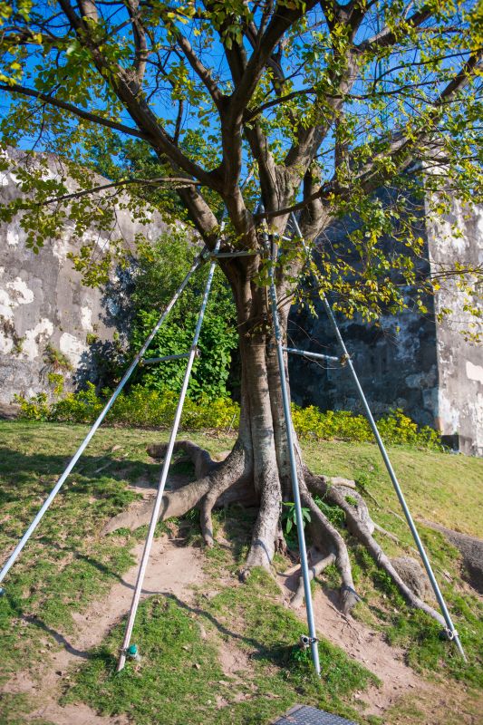 Completed Tree Support System