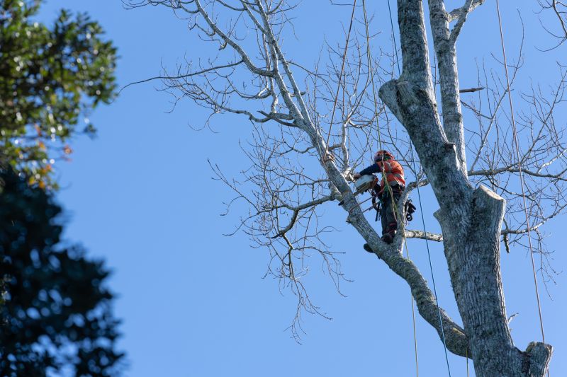 Consulting Arborists