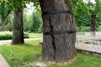 Reduce the Risk of the Tree Splitting or Branches Splitting Off!