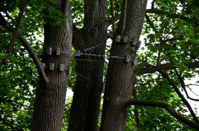 Support Trees with Tree Cabling!